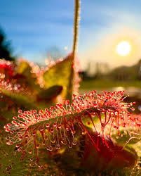 Attēlu rezultāti vaicājumam “Droseraceae”