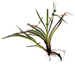Attēlu rezultāti vaicājumam “Carex lepidocarpa fruit”