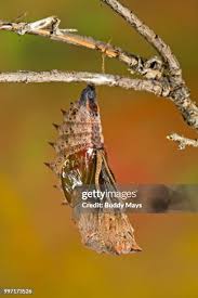 Attēlu rezultāti vaicājumam “Nymphalis pupa”