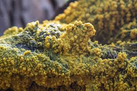 Attēlu rezultāti vaicājumam “Oligonema favogineum spores”