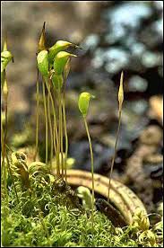 Attēlu rezultāti vaicājumam “| Dicranella”