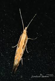 Attēlu rezultāti vaicājumam “Plutella xylostella”