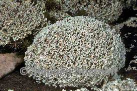 Attēlu rezultāti vaicājumam “Cladonia stygia”