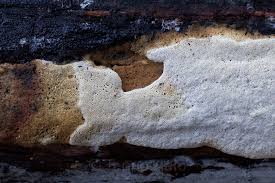 Attēlu rezultāti vaicājumam “Antrodia pulvinascens”