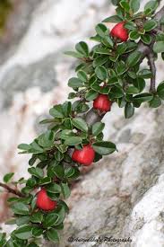 Attēlu rezultāti vaicājumam “Rosaceae”