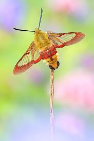 Attēlu rezultāti vaicājumam “Hemaris fuciformis”
