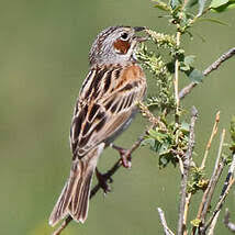Image result for Emberiza fucata