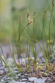 Attēlu rezultāti vaicājumam “Carex praecox”