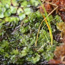 Attēlu rezultāti vaicājumam “Moerckia hibernica”
