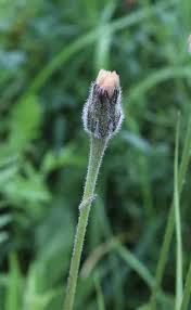 Attēlu rezultāti vaicājumam “Leontodon hispidus fruit”