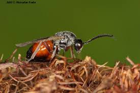 Attēlu rezultāti vaicājumam “Diplolepis rosae”