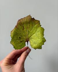 Attēlu rezultāti vaicājumam “Tussilago farfara bud”