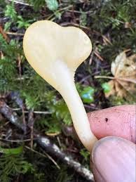 Attēlu rezultāti vaicājumam “Spathularia flavida”