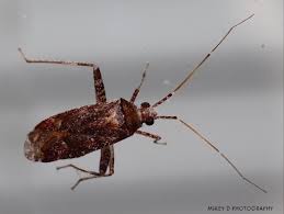 Attēlu rezultāti vaicājumam “Phytocoris varipes”