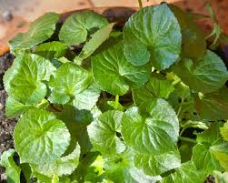 Attēlu rezultāti vaicājumam “Viola odorata leaf”