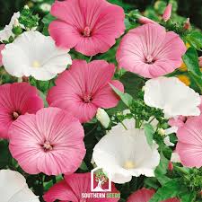 Image result for Lavatera trimestris