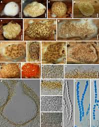Attēlu rezultāti vaicājumam “Hypocrea rufa”