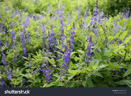 Attēlu rezultāti vaicājumam “Galega orientalis flower”