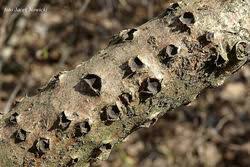 Attēlu rezultāti vaicājumam “Biscogniauxia marginata”