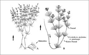 Attēlu rezultāti vaicājumam “Chara intermedia”