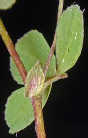 Attēlu rezultāti vaicājumam “Trifolium dubium fruit”