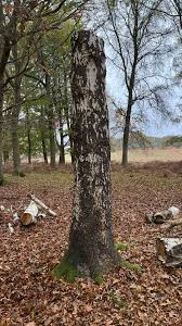 Attēlu rezultāti vaicājumam “Coniophora puteana”