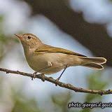 Image result for Phylloscopus orientalis