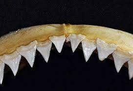 Image result for Carcharhinus longimanus