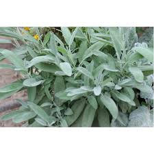 Image result for Salvie