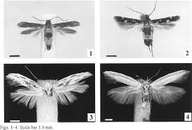 Attēlu rezultāti vaicājumam “Scythrididae”