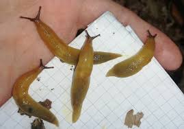 Attēlu rezultāti vaicājumam “Malacolimax tenellus”