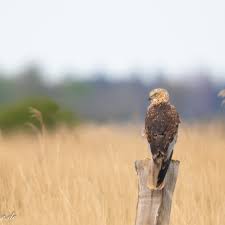 Attēlu rezultāti vaicājumam “Circus aeruginosus adult”