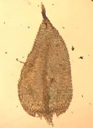 Attēlu rezultāti vaicājumam “Brachytheciastrum velutinum”