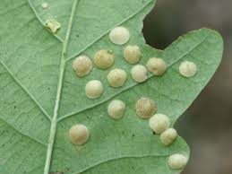 Attēlu rezultāti vaicājumam “Neuroterus quercusbaccarum”