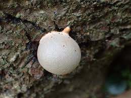 Attēlu rezultāti vaicājumam “Lycogala flavofuscum sessile”