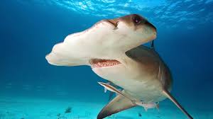 Image result for Selby Tiger Sharks Swimming Club