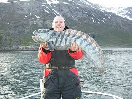 Image result for Anarhichas lupus