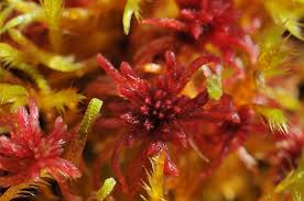 Attēlu rezultāti vaicājumam “Sphagnum warnstorfii”