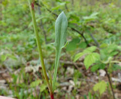 Attēlu rezultāti vaicājumam “Rumex acetosella leaf”
