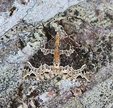 Attēlu rezultāti vaicājumam “Ecliptopera silaceata”