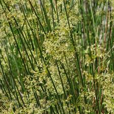 Attēlu rezultāti vaicājumam “Juncus effusus fruit”