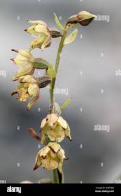 Attēlu rezultāti vaicājumam “Epipactis atrorubens bud”