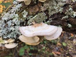 Attēlu rezultāti vaicājumam “Trametes suaveolens”
