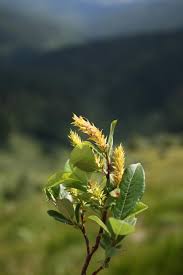 Attēlu rezultāti vaicājumam “Salix Vetrix”