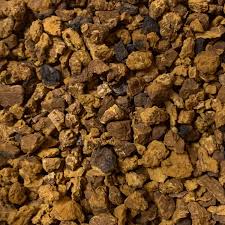 Attēlu rezultāti vaicājumam “Inonotus obliquus”