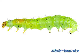 Attēlu rezultāti vaicājumam “Plutella xylostella”