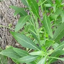 Attēlu rezultāti vaicājumam “Sisymbrium volgense leaf”