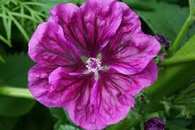 Image result for Malva sylvestris var. mauritiana