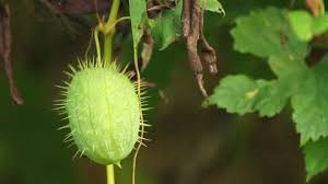 Attēlu rezultāti vaicājumam “Echinocystis lobata fruit”