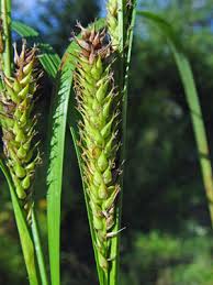 Attēlu rezultāti vaicājumam “Carex atherodes”